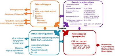 Therapeutic strategies focusing on immune dysregulation and neuroinflammation in rosacea